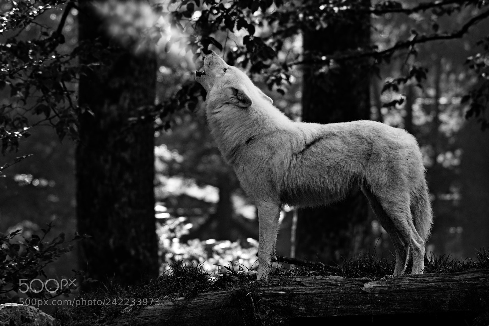Nikon D7100 sample photo. Loup blanc photography