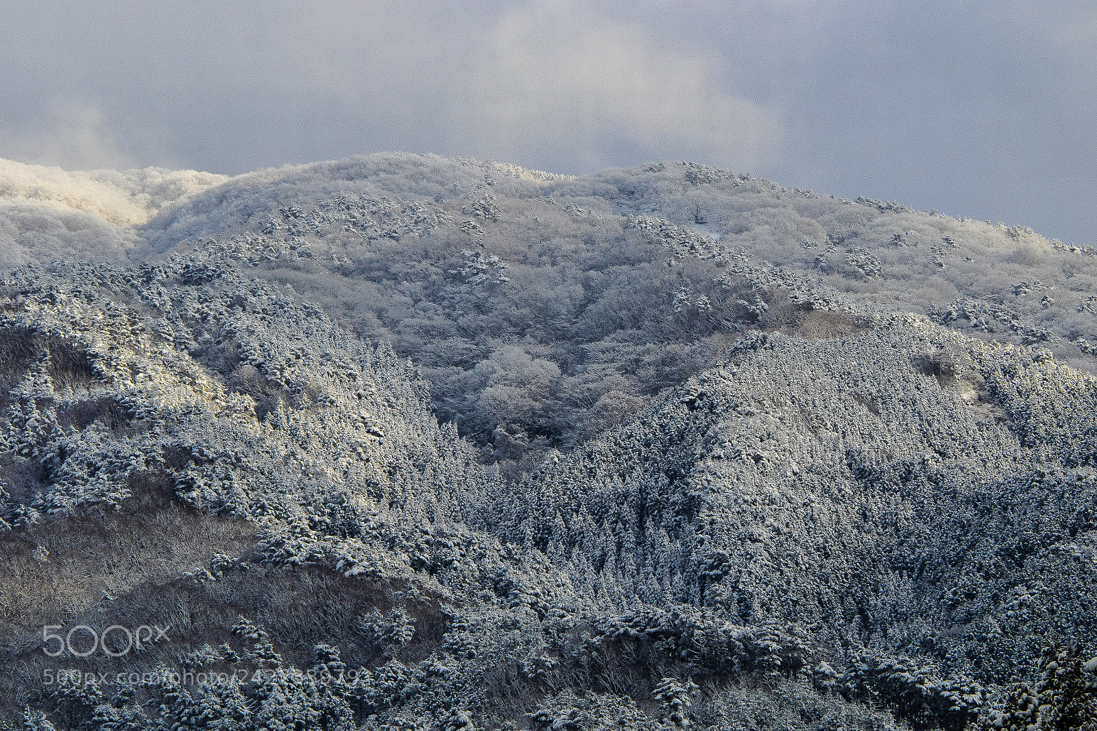 Olympus OM-D E-M1 sample photo. 雪化粧 photography