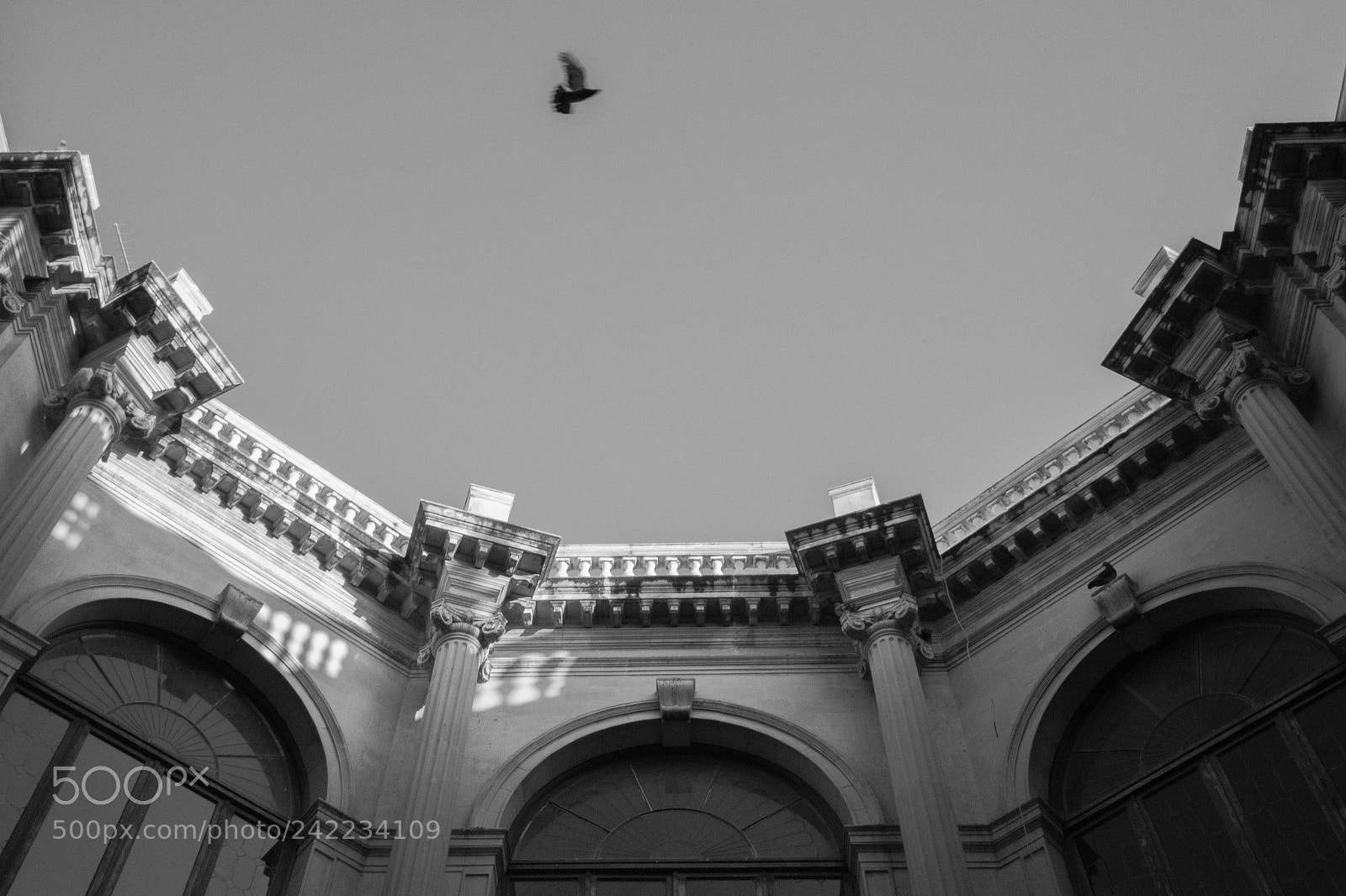 Canon EOS M10 sample photo. Bird over the city photography