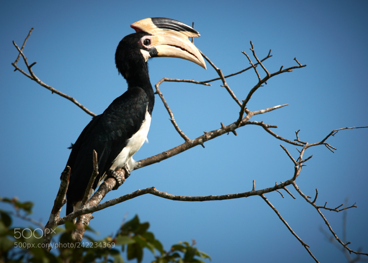 Canon EOS 5DS R sample photo. Sri lanka photography