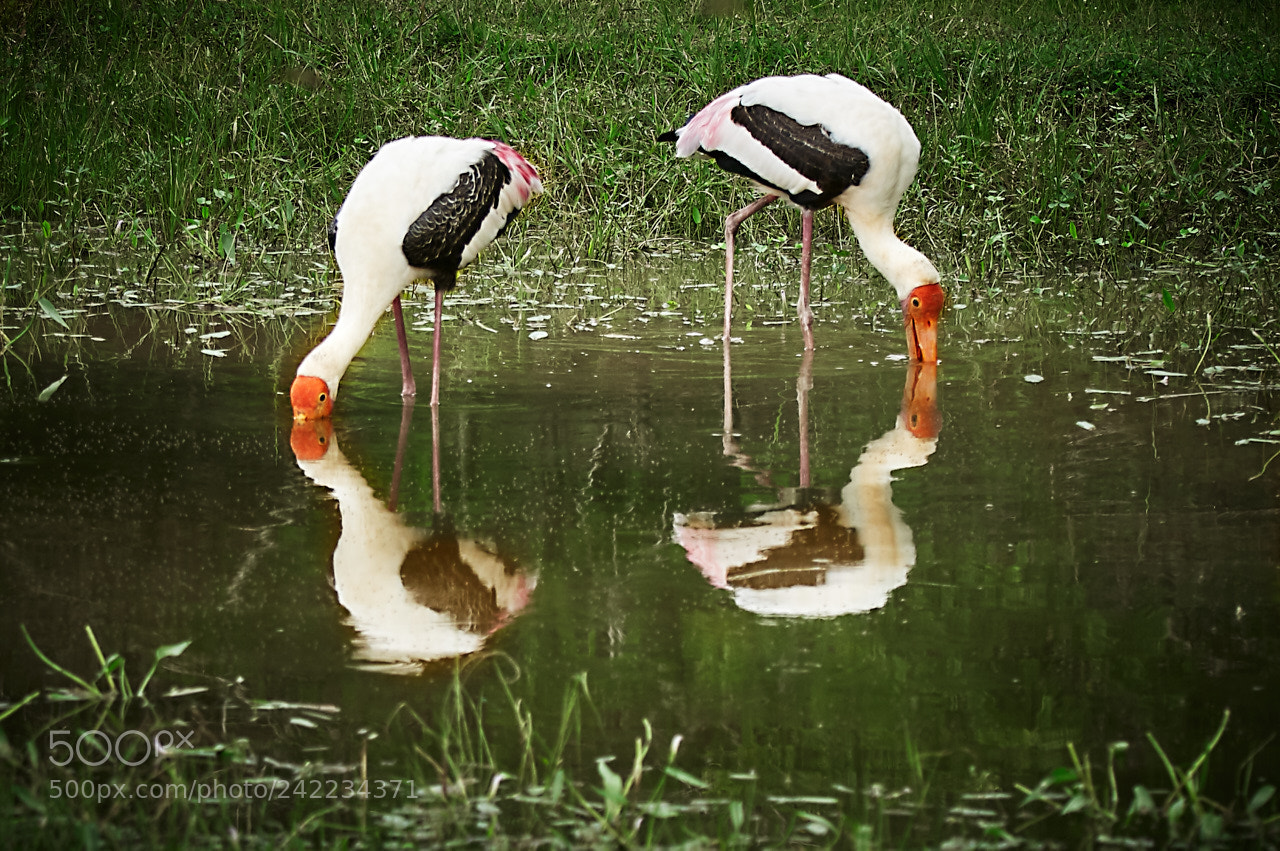 Canon EOS 5DS R sample photo. Sri lanka photography