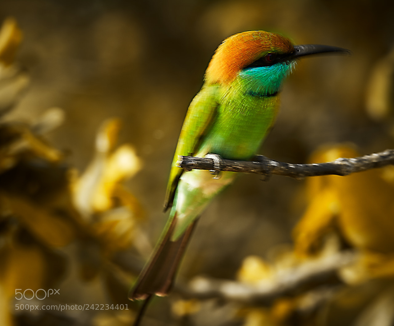 Canon EOS 5DS R sample photo. Sri lanka photography