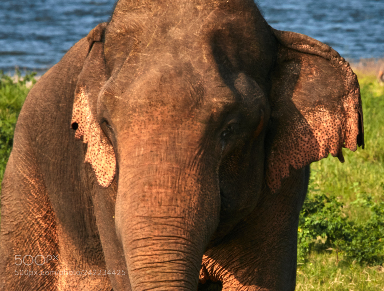 Canon EOS 5DS R sample photo. Sri lanka photography