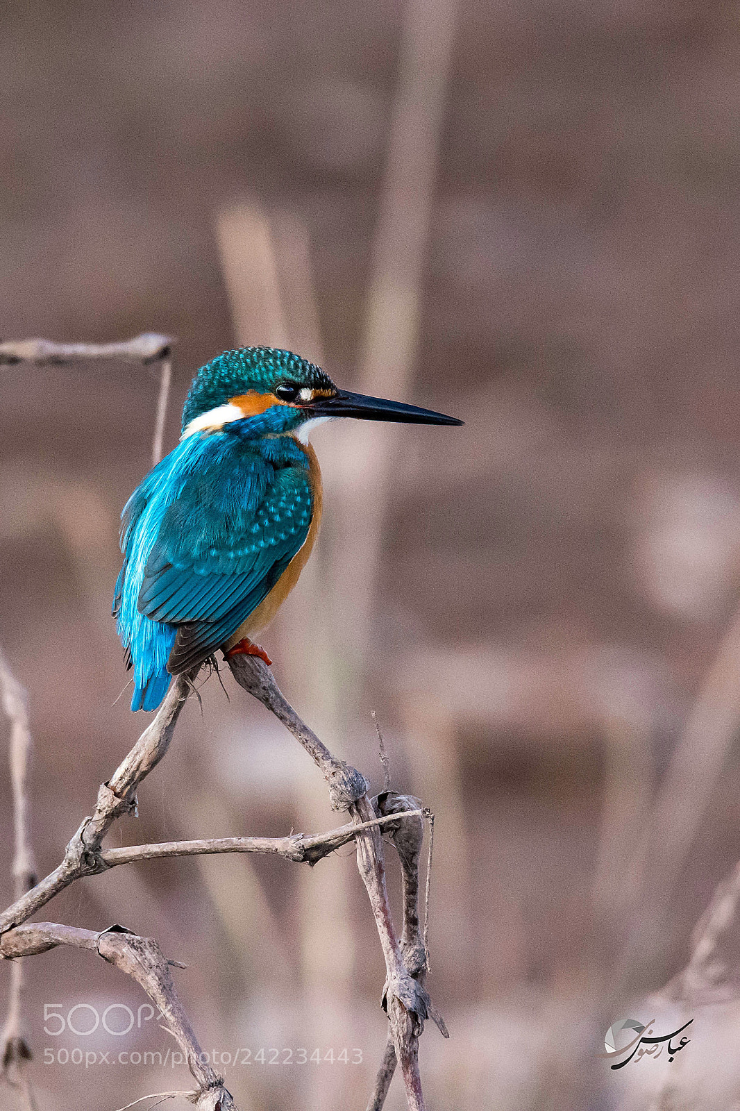 Nikon D7100 sample photo. Common kingfisher photography