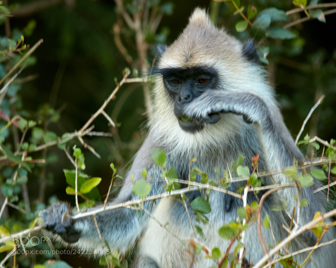Canon EOS 5DS R sample photo. Sri lanka photography
