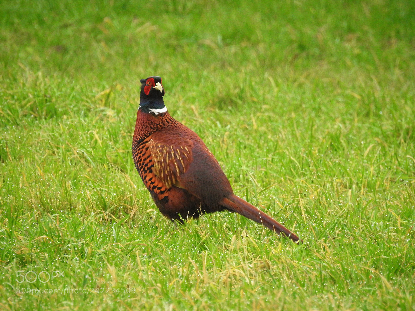 Nikon Coolpix P900 sample photo. Survivor photography