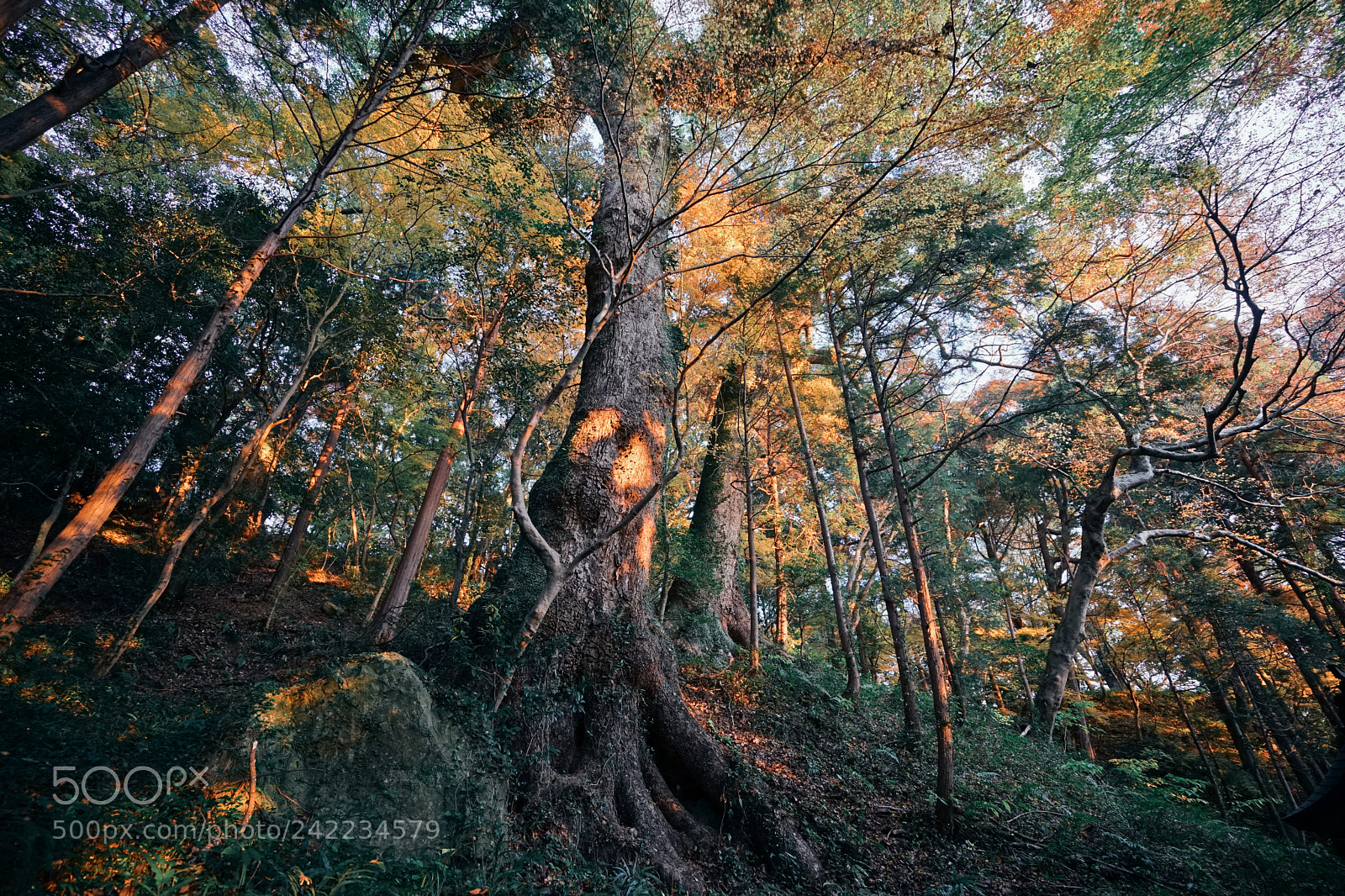 Sony a7 II sample photo. Forest photography