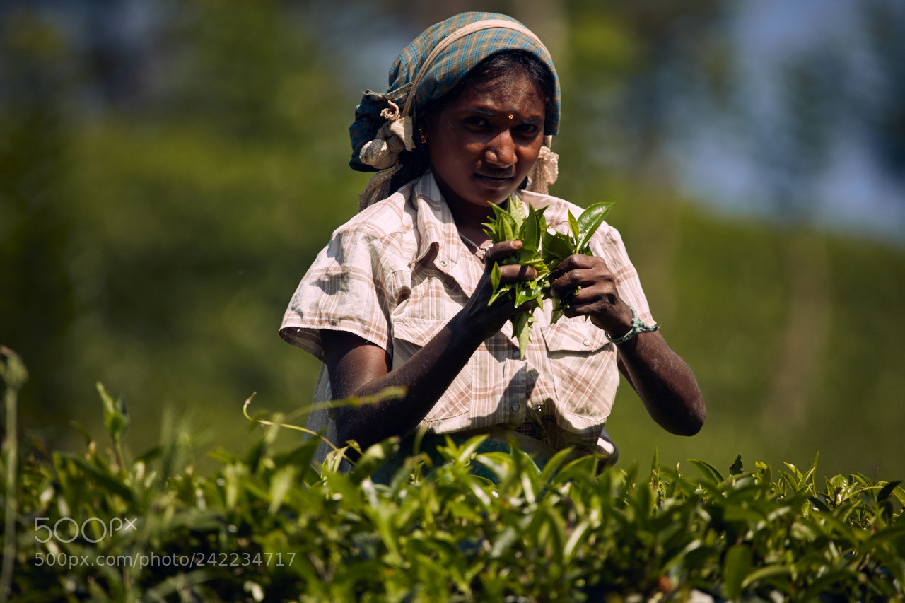Canon EOS 5DS R sample photo. Sri lanka photography