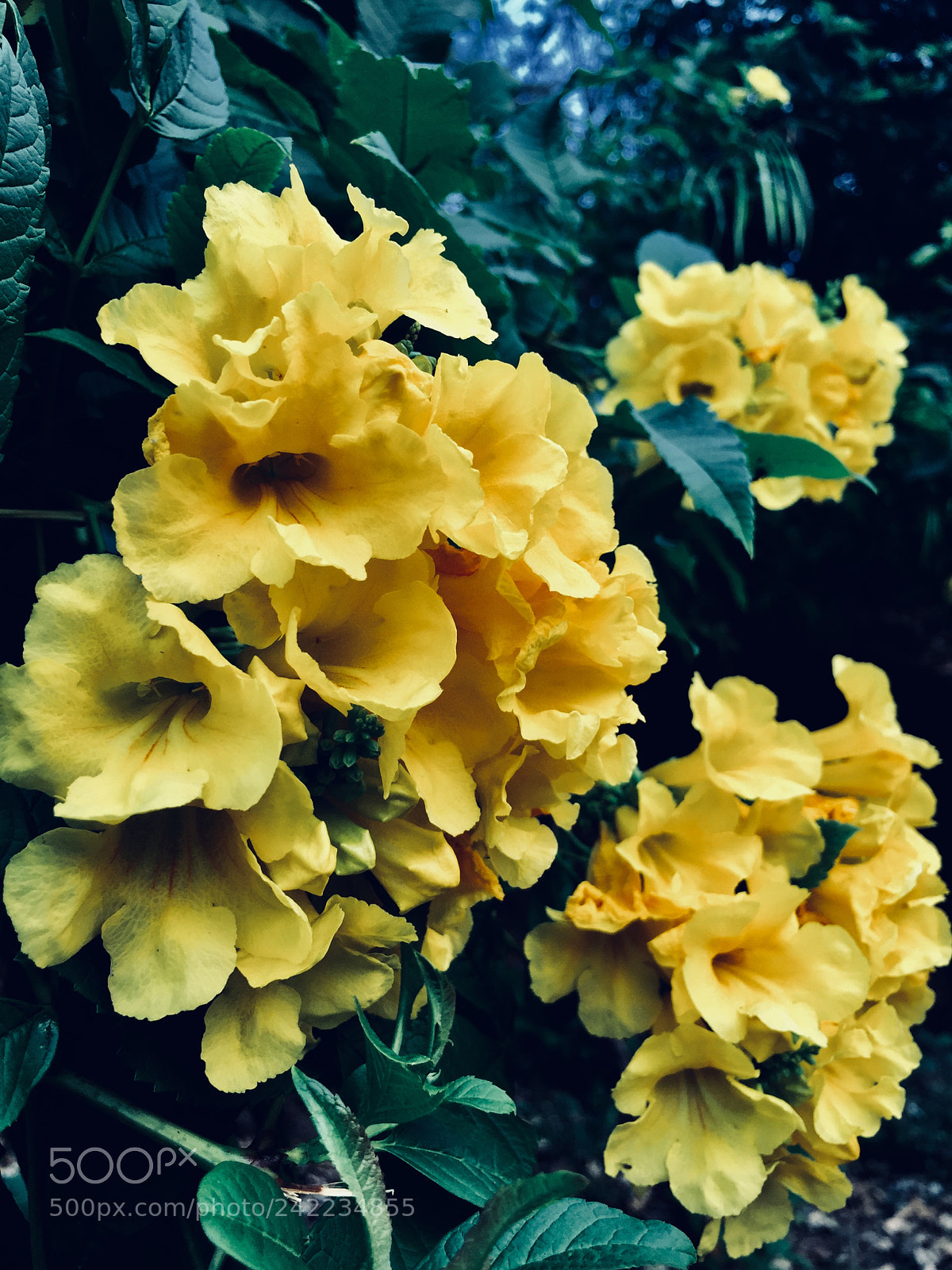 Apple iPhone 6 sample photo. Most beautiful thing in photography