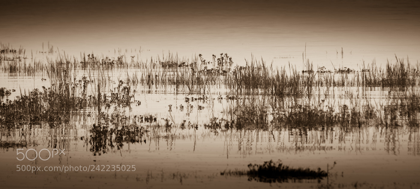 Nikon D7100 sample photo. Estuary weeds (of ) photography