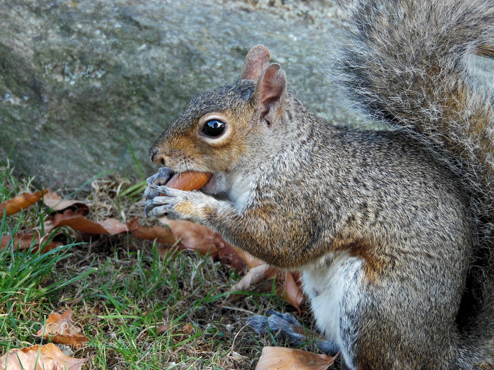 Samsung WB1100F/WB1101F/WB1102F sample photo. Squirrel photography