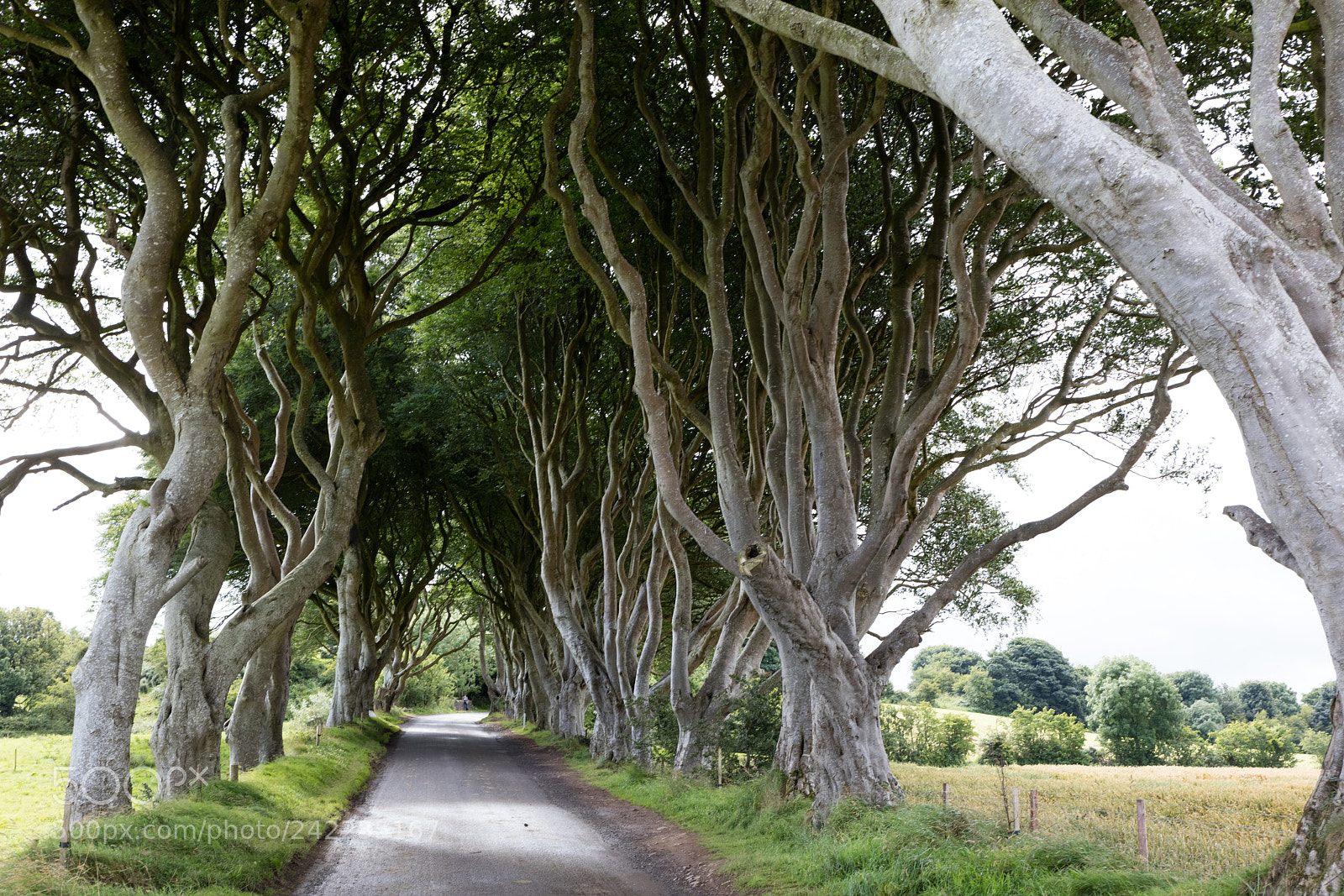 Canon EOS 5DS R sample photo. Magical forest, northern ireland photography