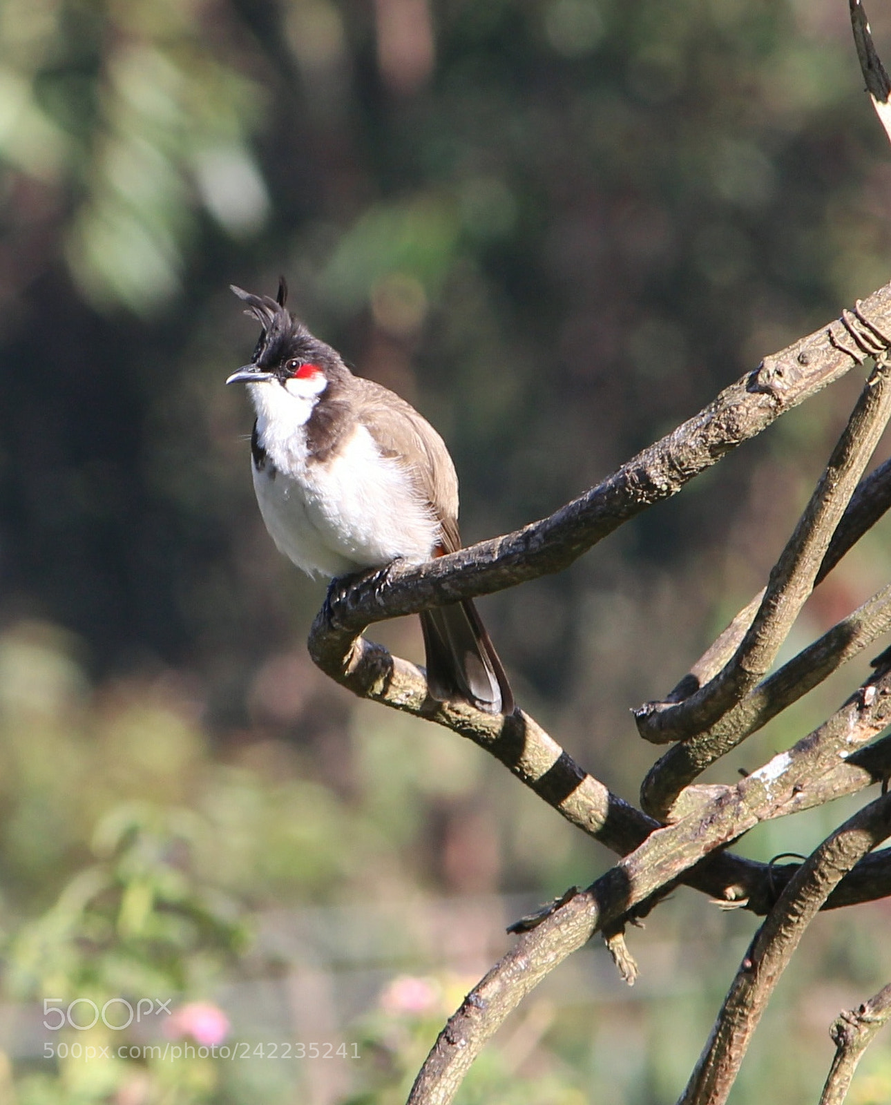 Canon EOS 1300D (EOS Rebel T6 / EOS Kiss X80) sample photo. Red whiskered bulbul photography