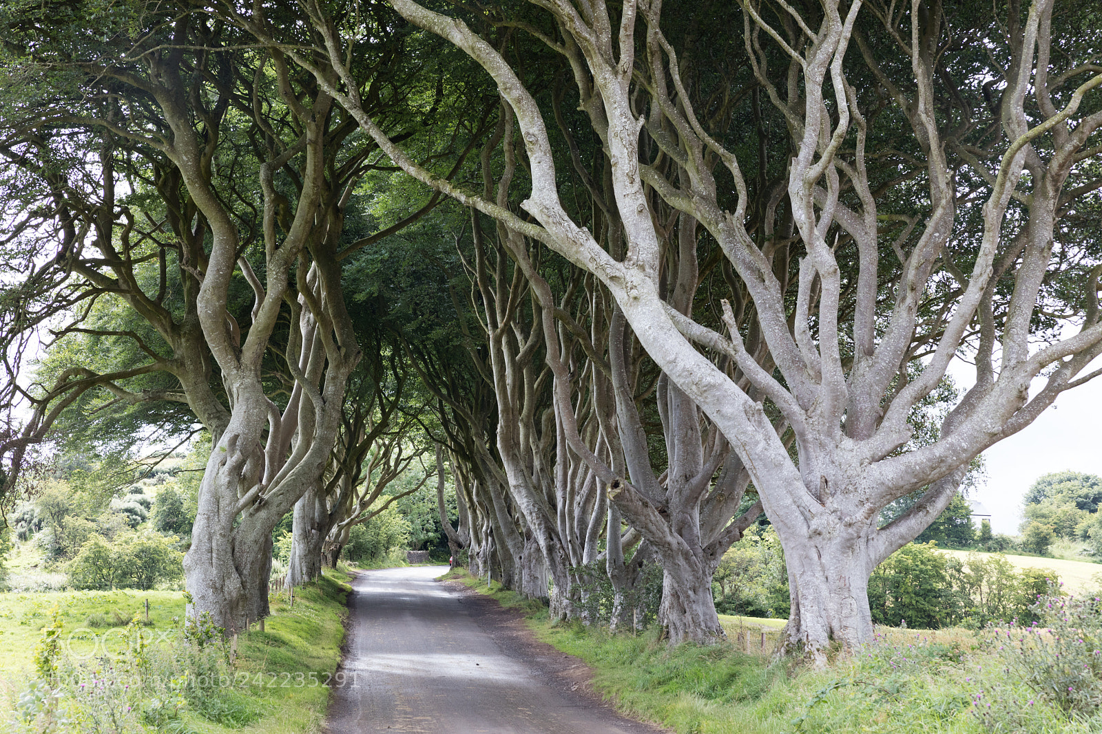 Canon EOS 5DS R sample photo. Magical forest, northern ireland photography