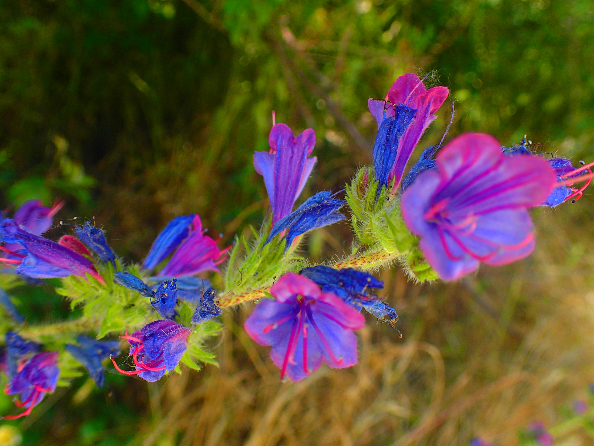 Olympus TG-3 sample photo. Flor silvestre photography