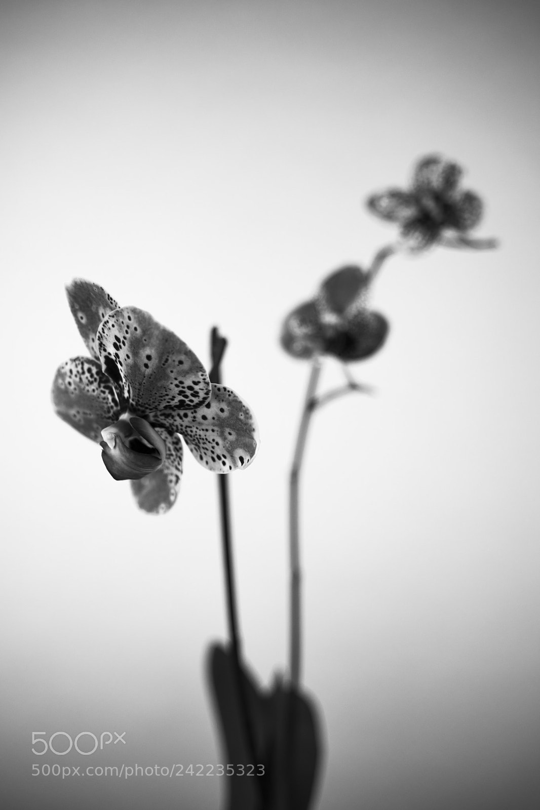 Pentax K-70 sample photo. Orchid photography