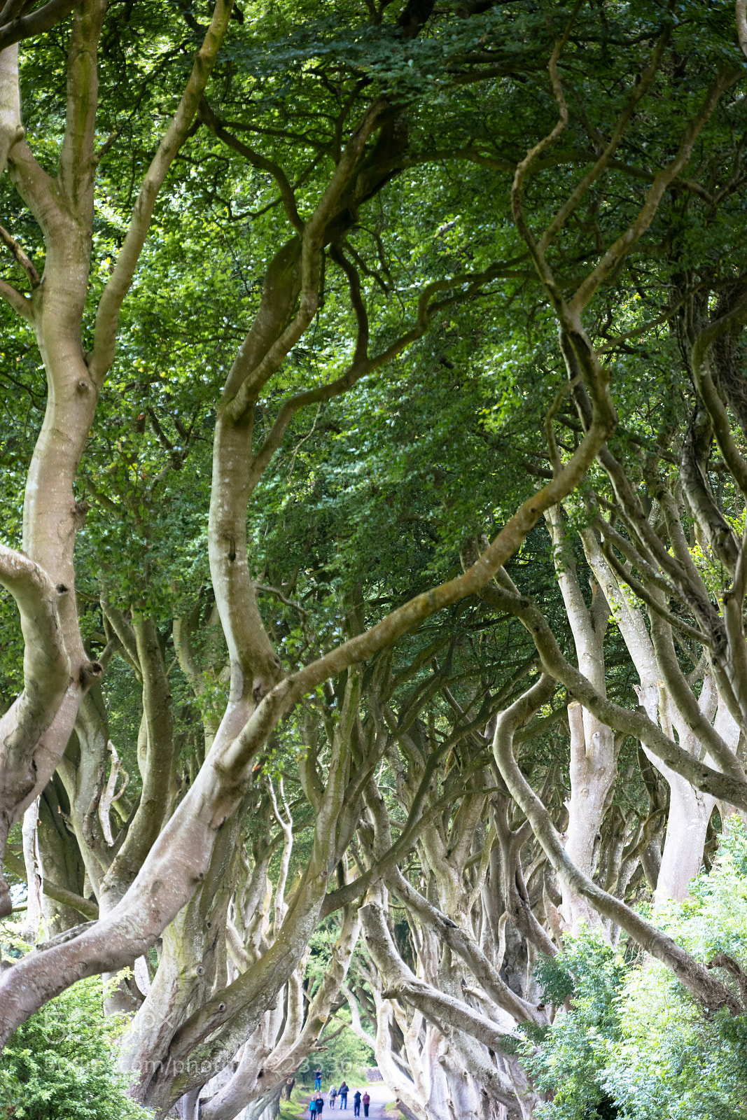 Canon EOS 5DS R sample photo. Magical forest, northern ireland photography