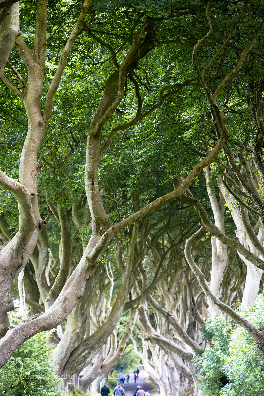 Canon EOS 5DS R sample photo. Magical forest, northern ireland photography