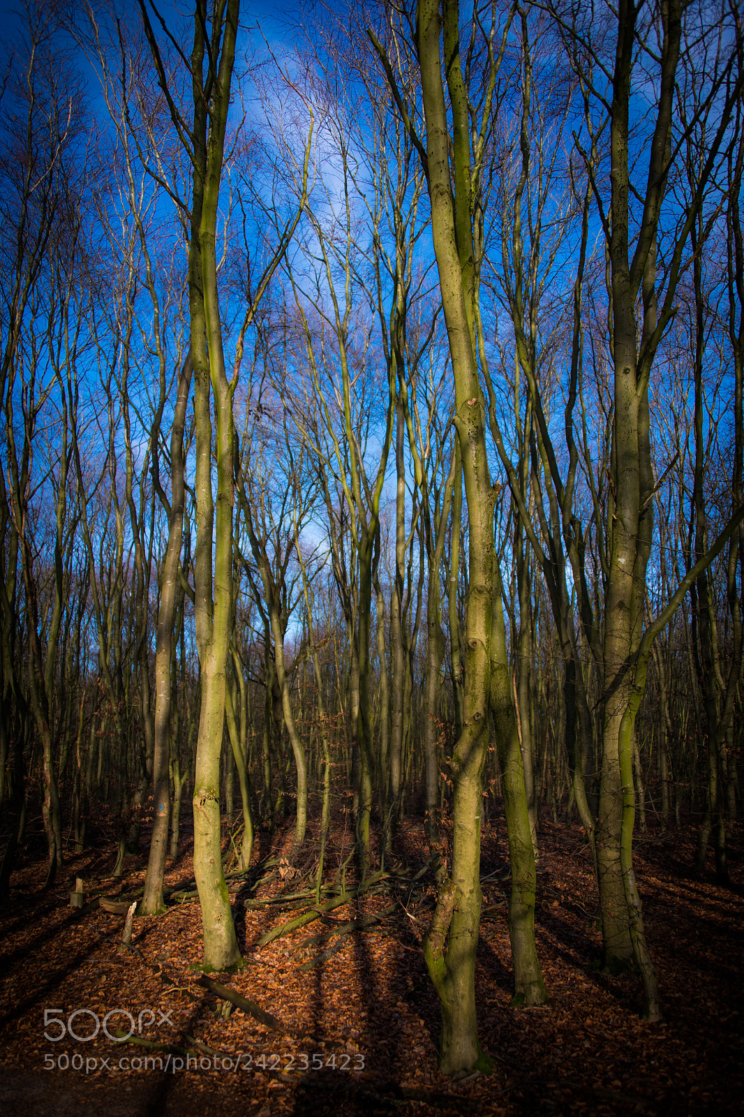 Nikon D850 sample photo. The forrest blue photography