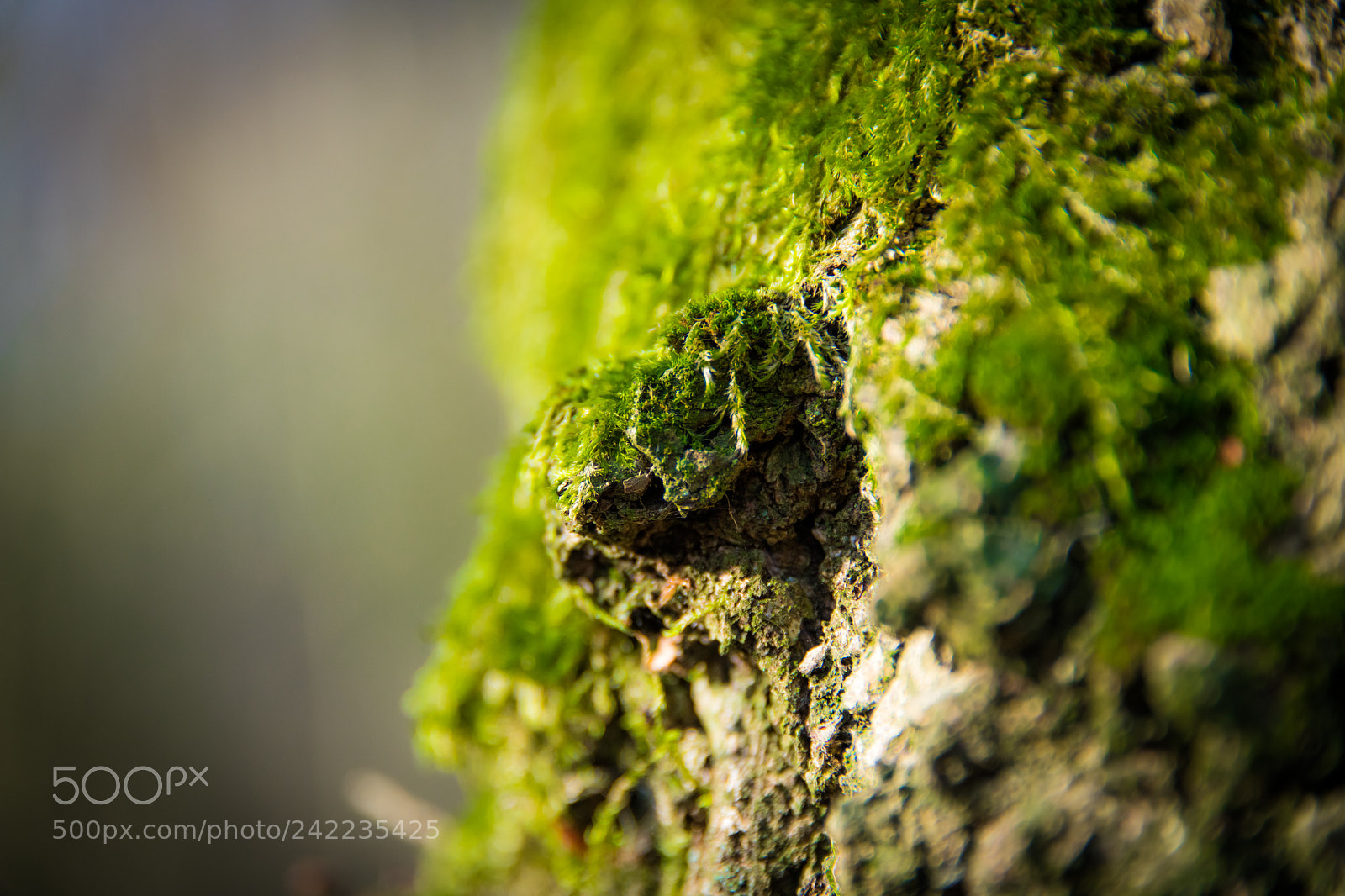 Nikon D850 sample photo. The forrest branch photography