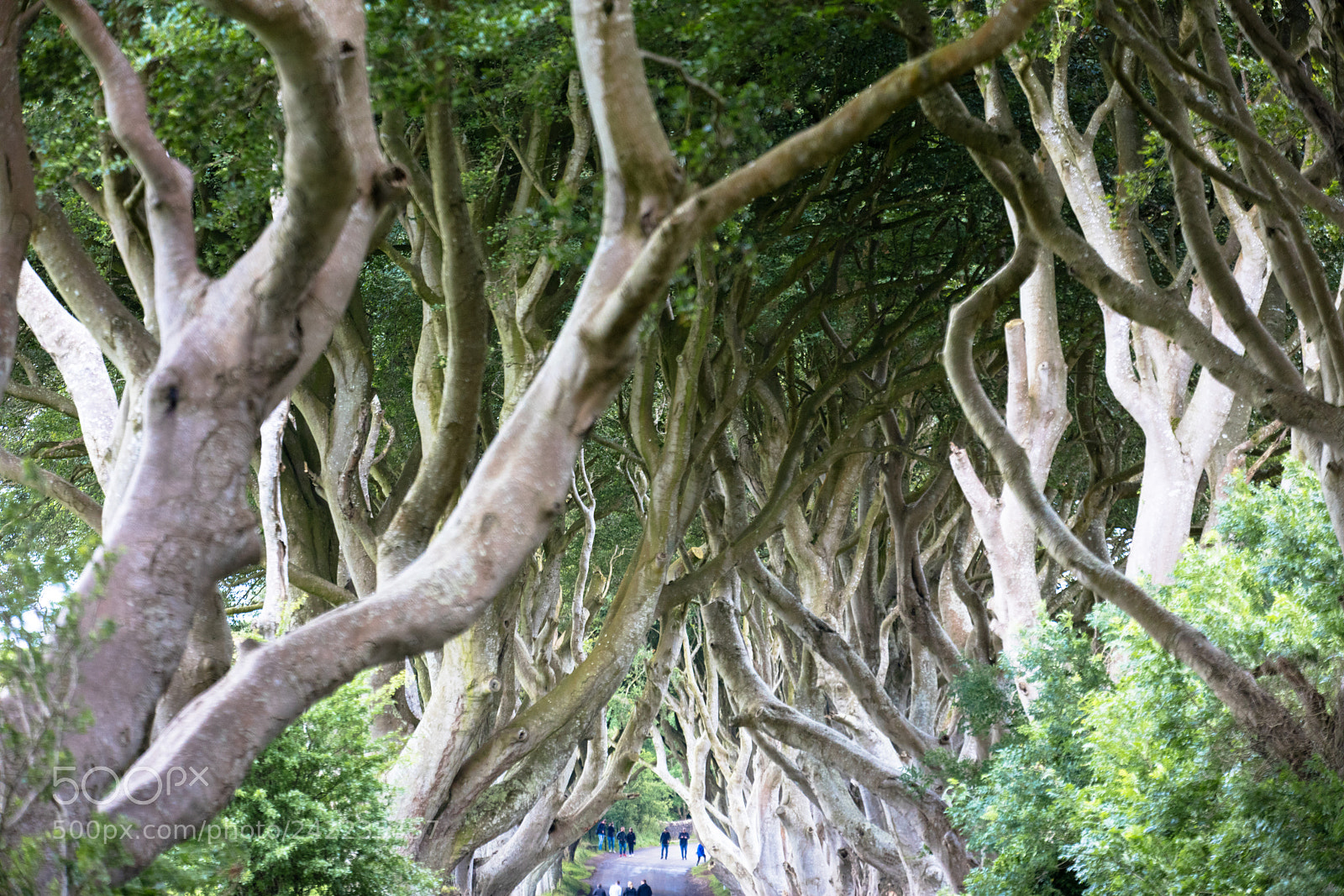 Canon EOS 5DS R sample photo. Magical forest, northern ireland photography