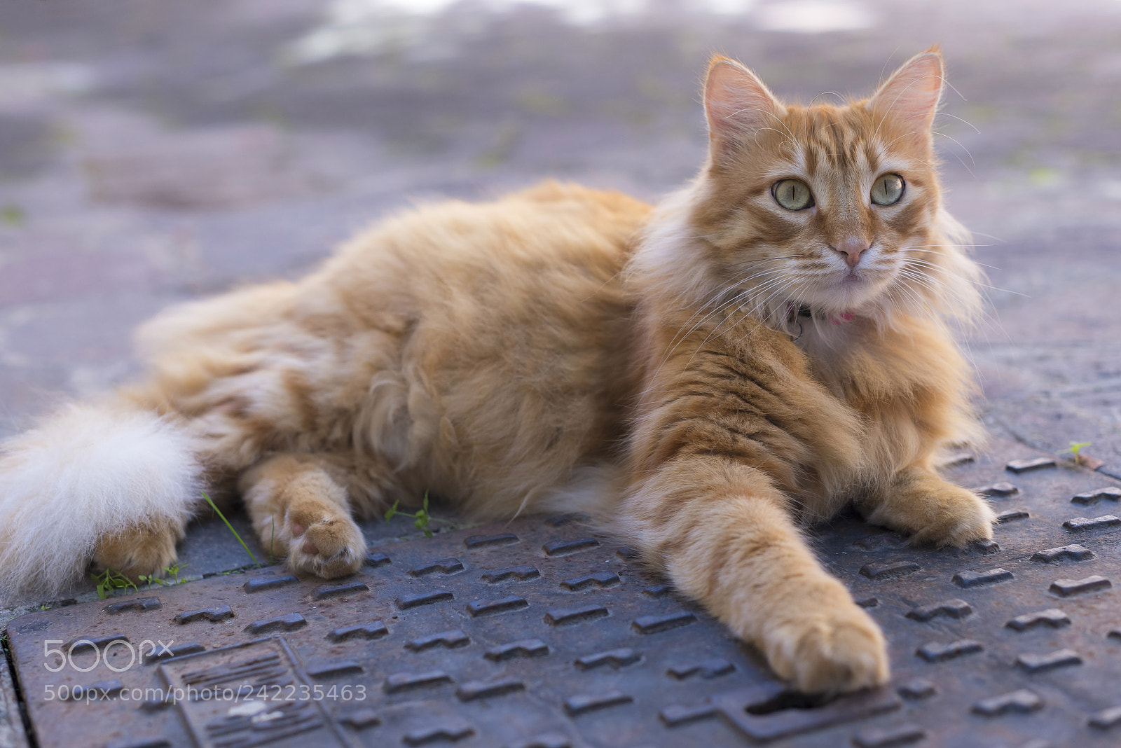 Nikon D600 sample photo. Cleo photography