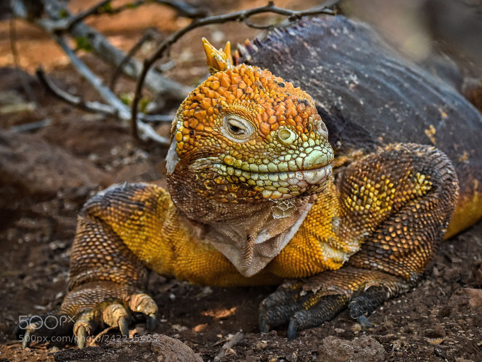Nikon D810 sample photo. Galapagos land iguana, north photography