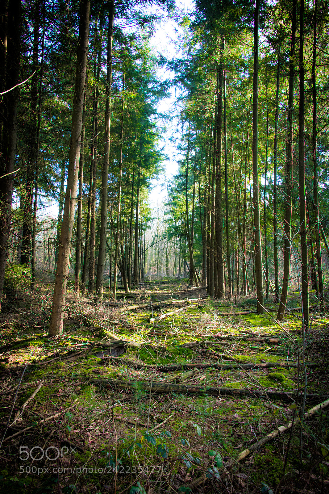 Nikon D850 sample photo. The forrest seethrough photography
