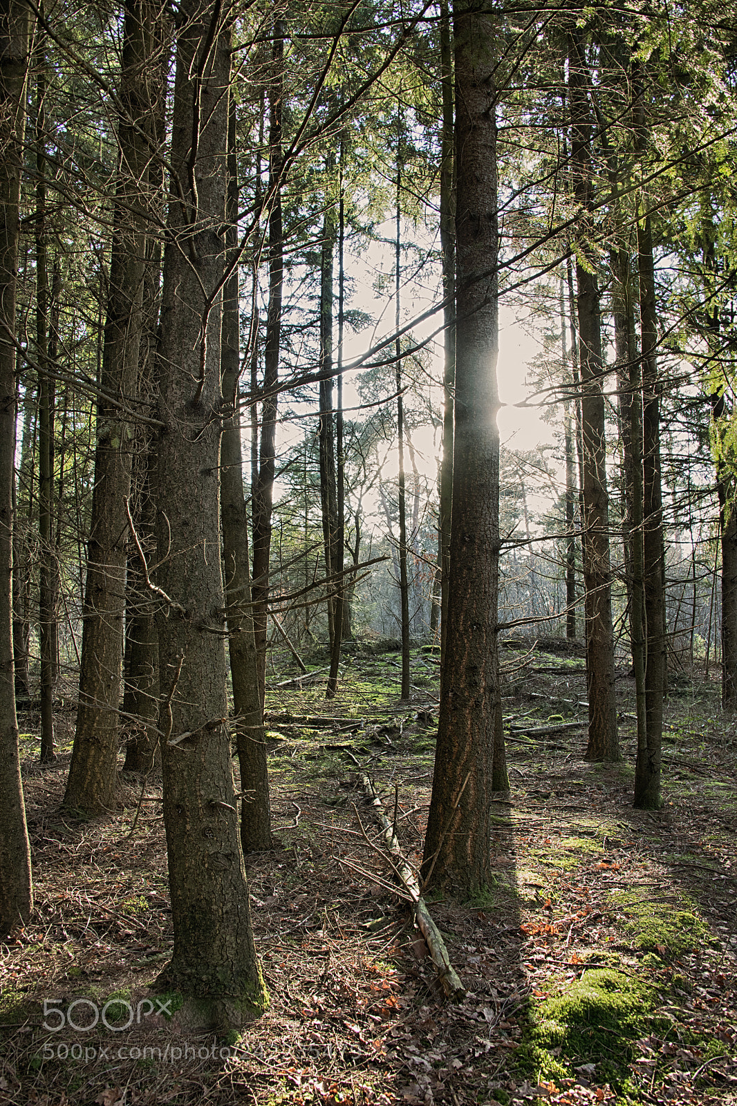 Nikon D850 sample photo. The forrest photography