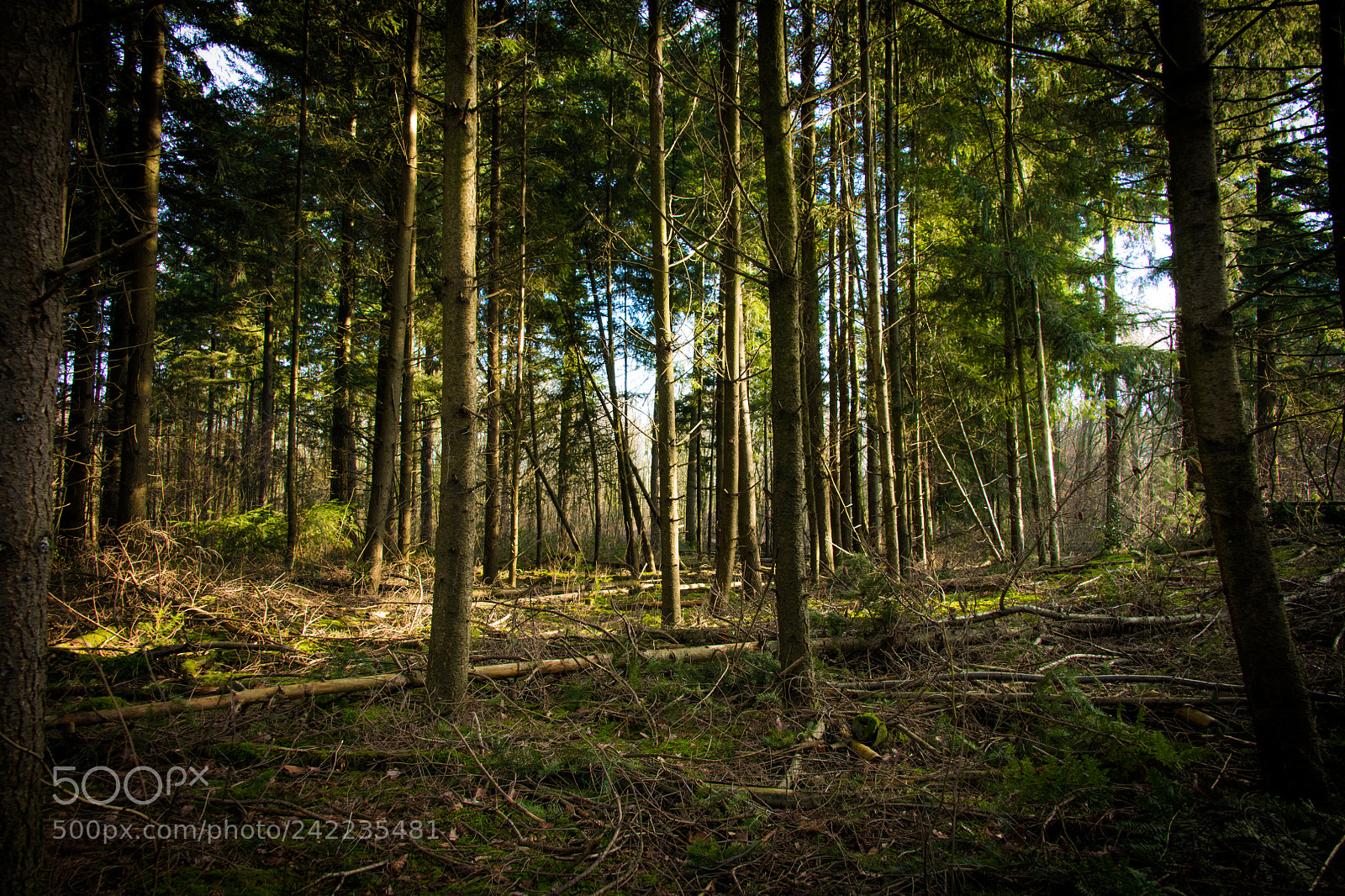 Nikon D850 sample photo. The forrest overview photography
