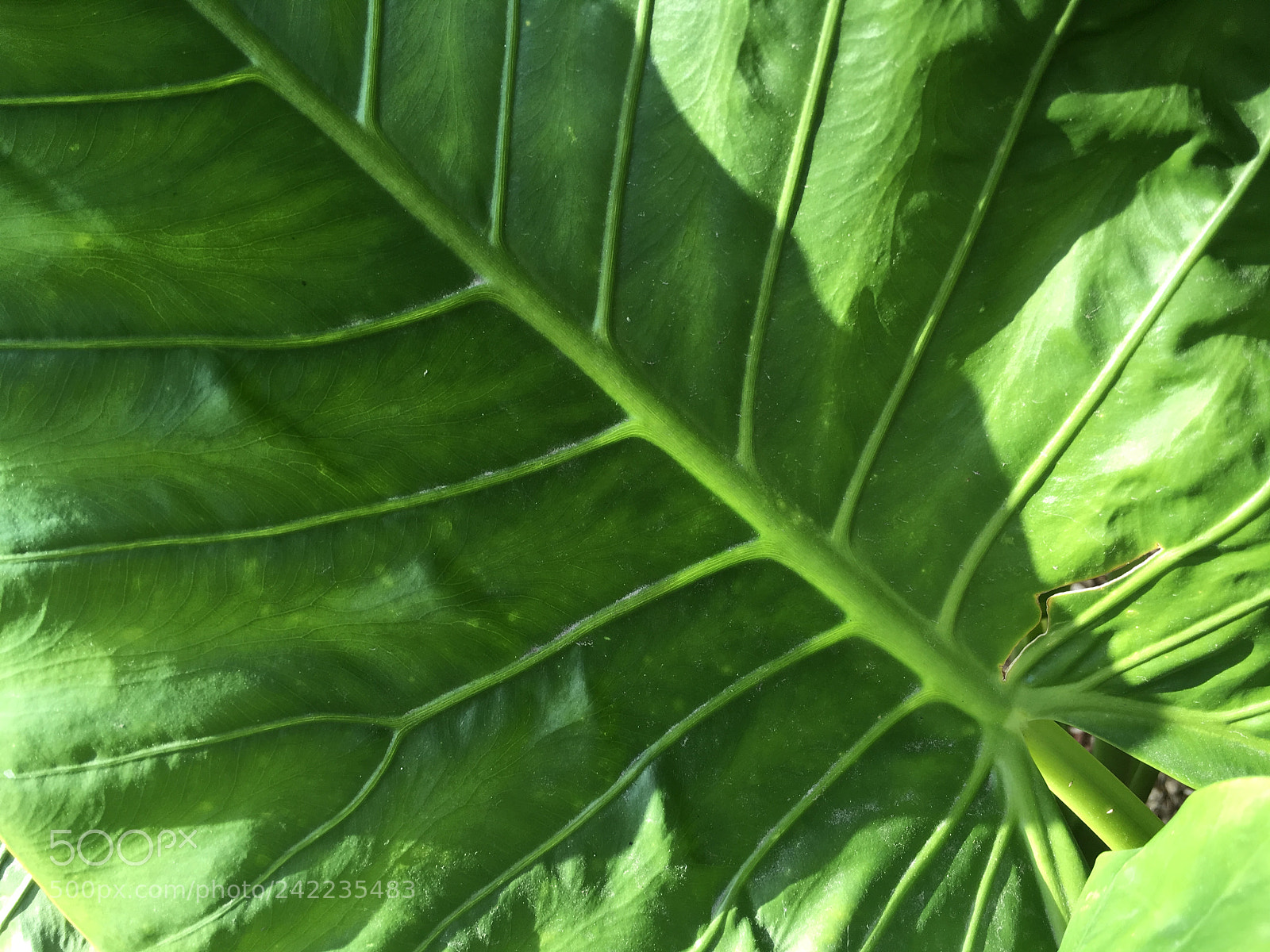 Apple iPad Pro sample photo. Debfcd bbabe photography