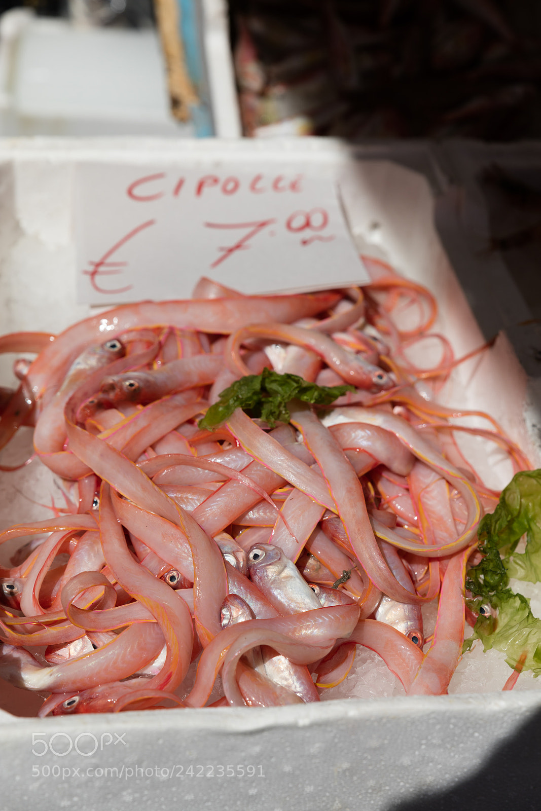Canon EOS 5DS R sample photo. Cipolle at fish marker photography