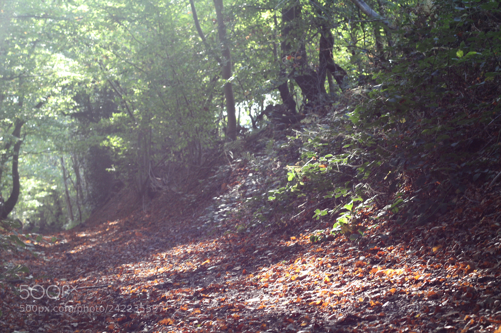 Canon EOS 1300D (EOS Rebel T6 / EOS Kiss X80) + Canon EF 50mm F1.8 STM sample photo. Woodland escape photography