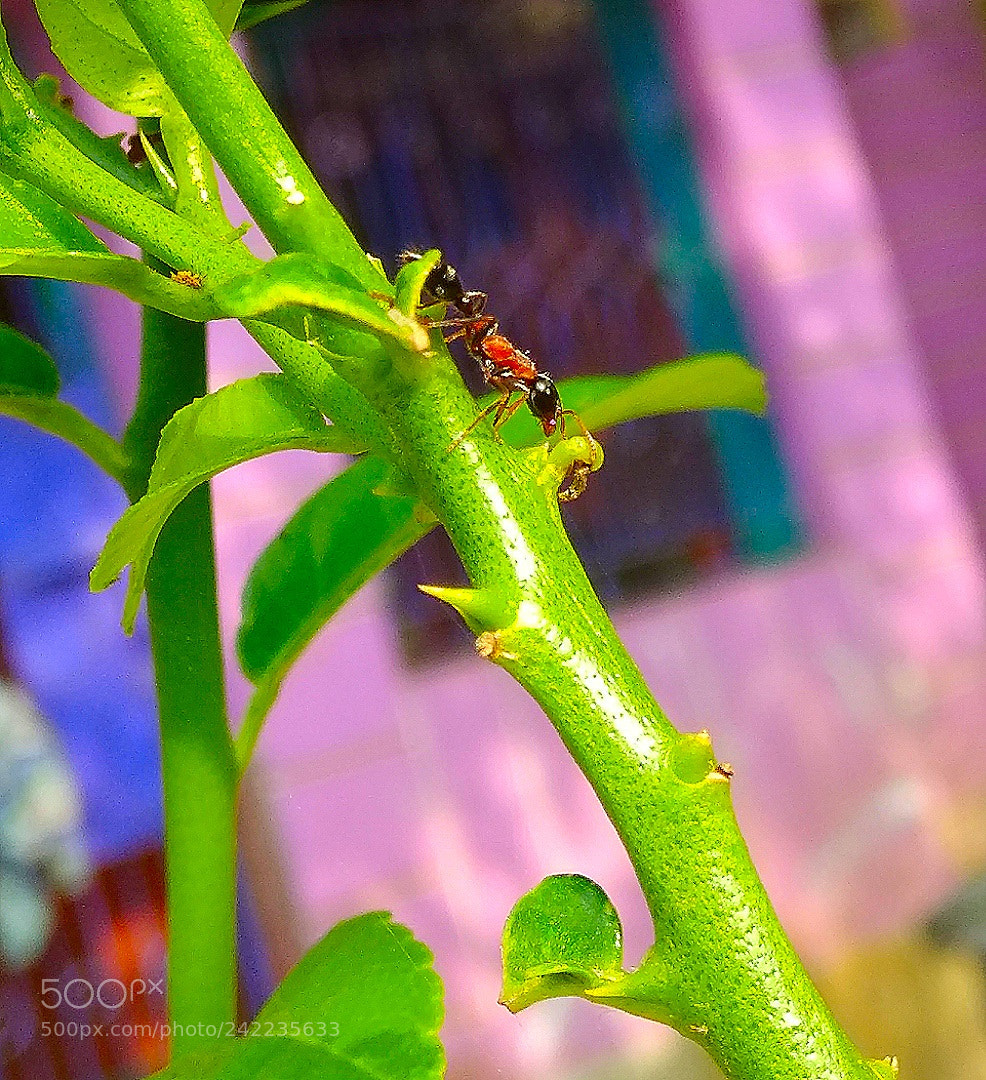 Xiaomi Redmi Note 4 sample photo. Red and black.. photography