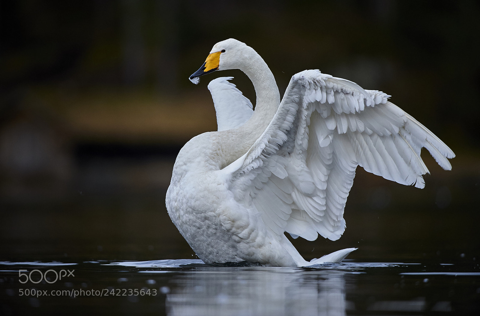 Nikon D3S sample photo. Wooper swan photography