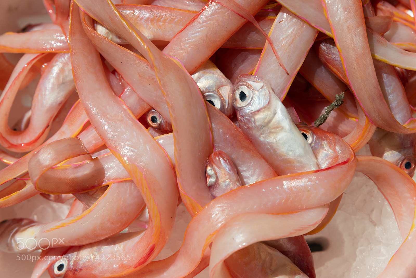 Canon EOS 5DS R sample photo. Cipolle at fish marker photography