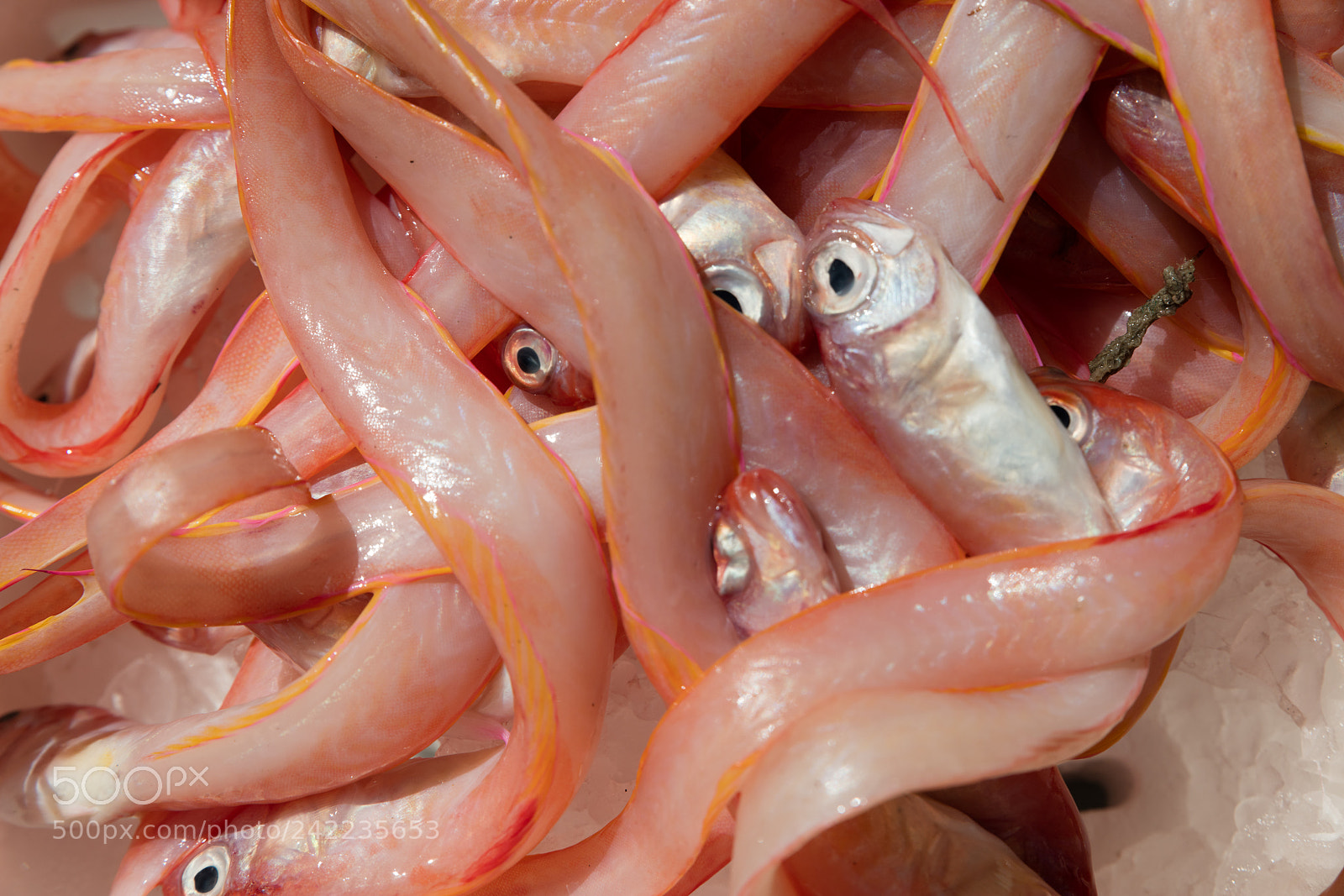 Canon EOS 5DS R sample photo. Cipolle at fish marker photography