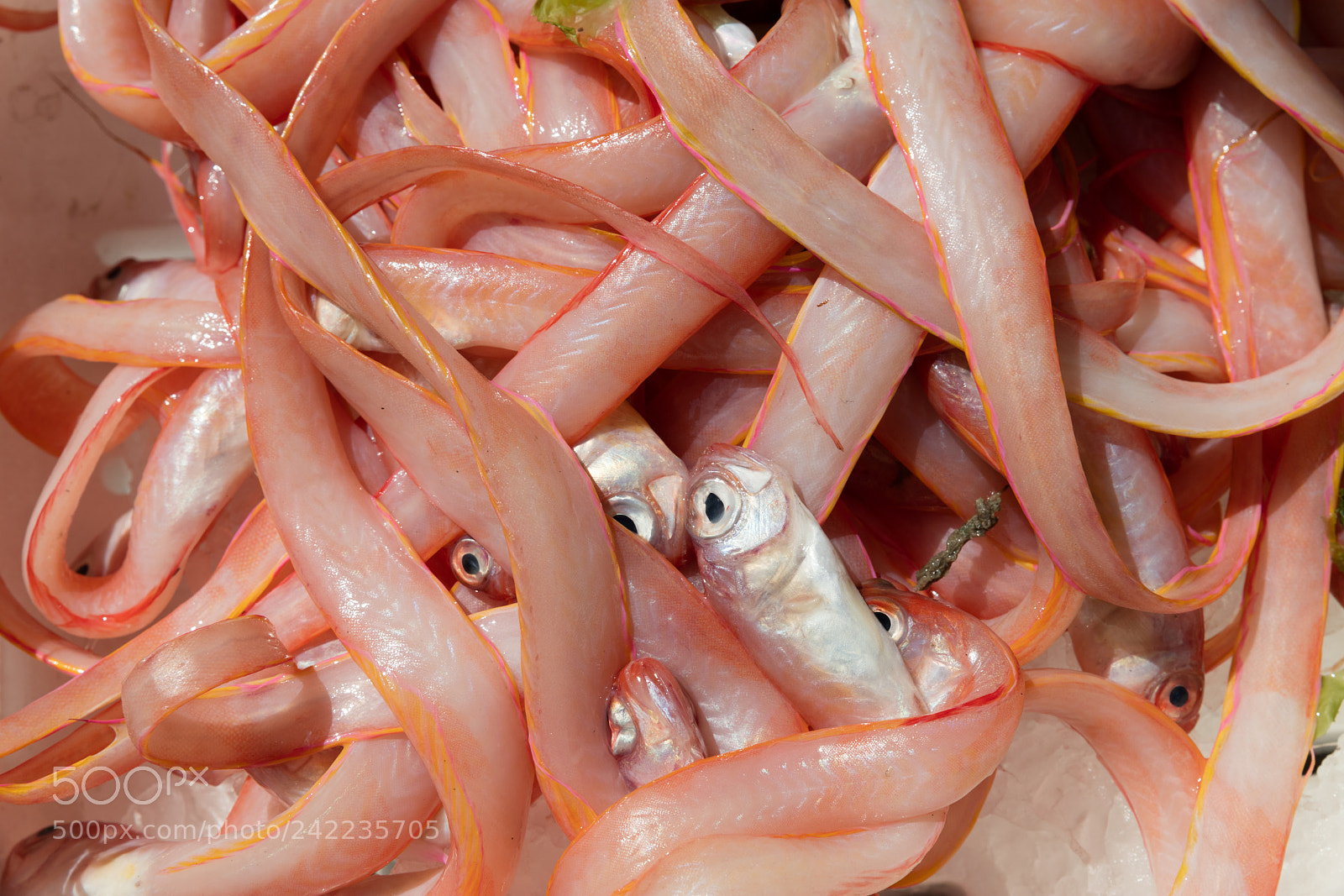 Canon EOS 5DS R sample photo. Cipolle at fish marker photography