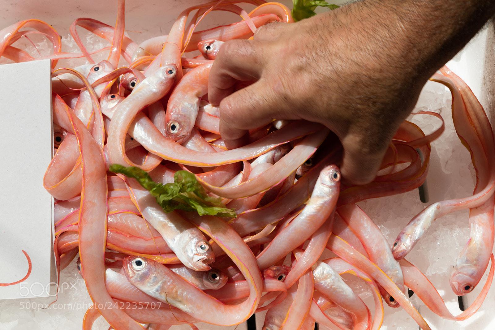 Canon EOS 5DS R sample photo. Cipolle at fish marker photography