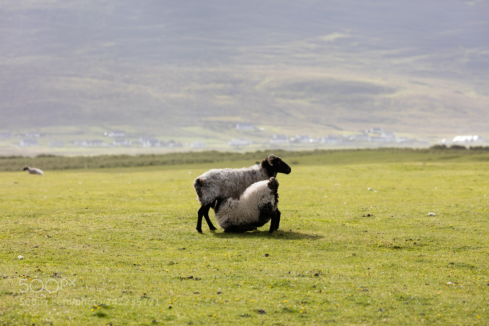 Canon EOS 5DS R sample photo. Sheep in ireland photography
