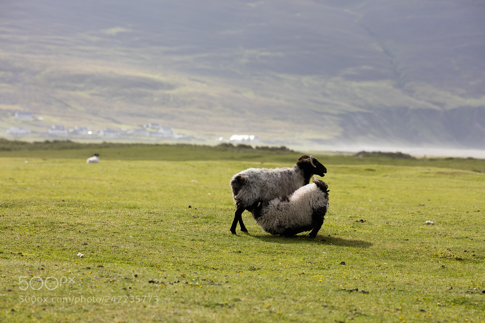 Canon EOS 5DS R sample photo. Sheep in ireland photography
