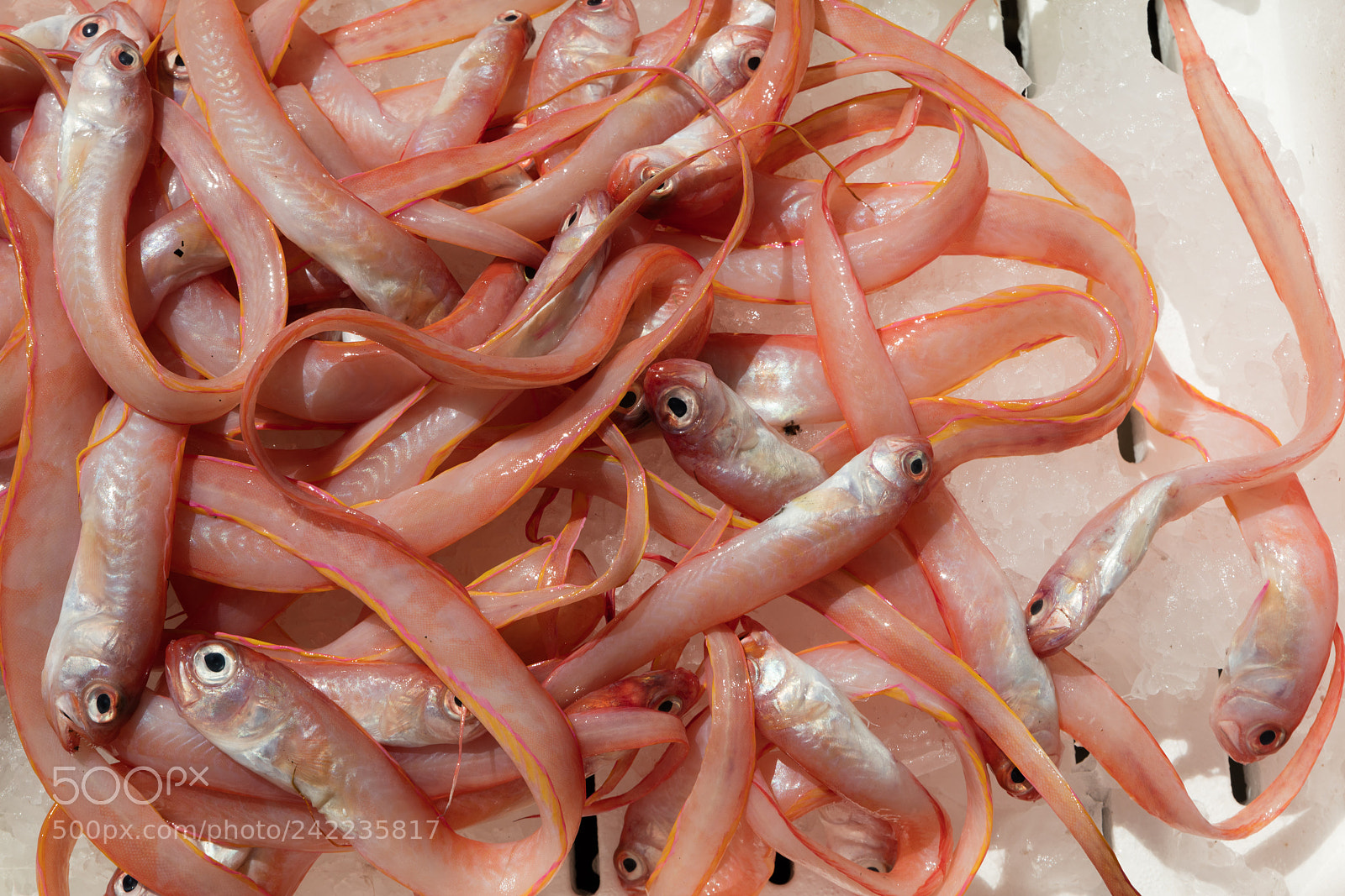 Canon EOS 5DS R sample photo. Cipolle at fish marker photography