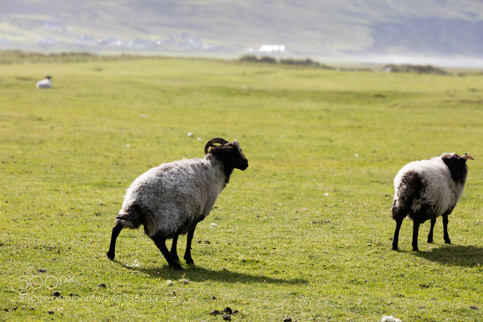 Canon EOS 5DS R sample photo. Sheep in ireland photography