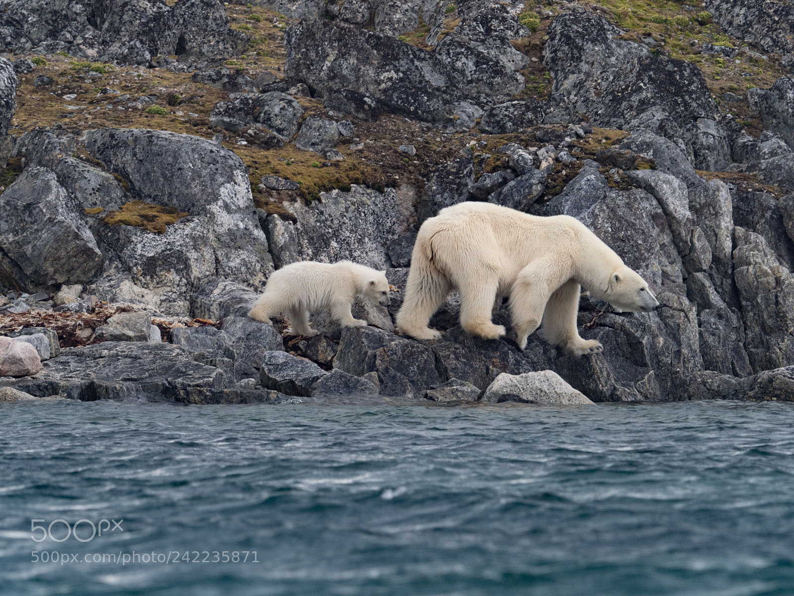 Olympus OM-D E-M1 Mark II sample photo. Polar bear and cub photography