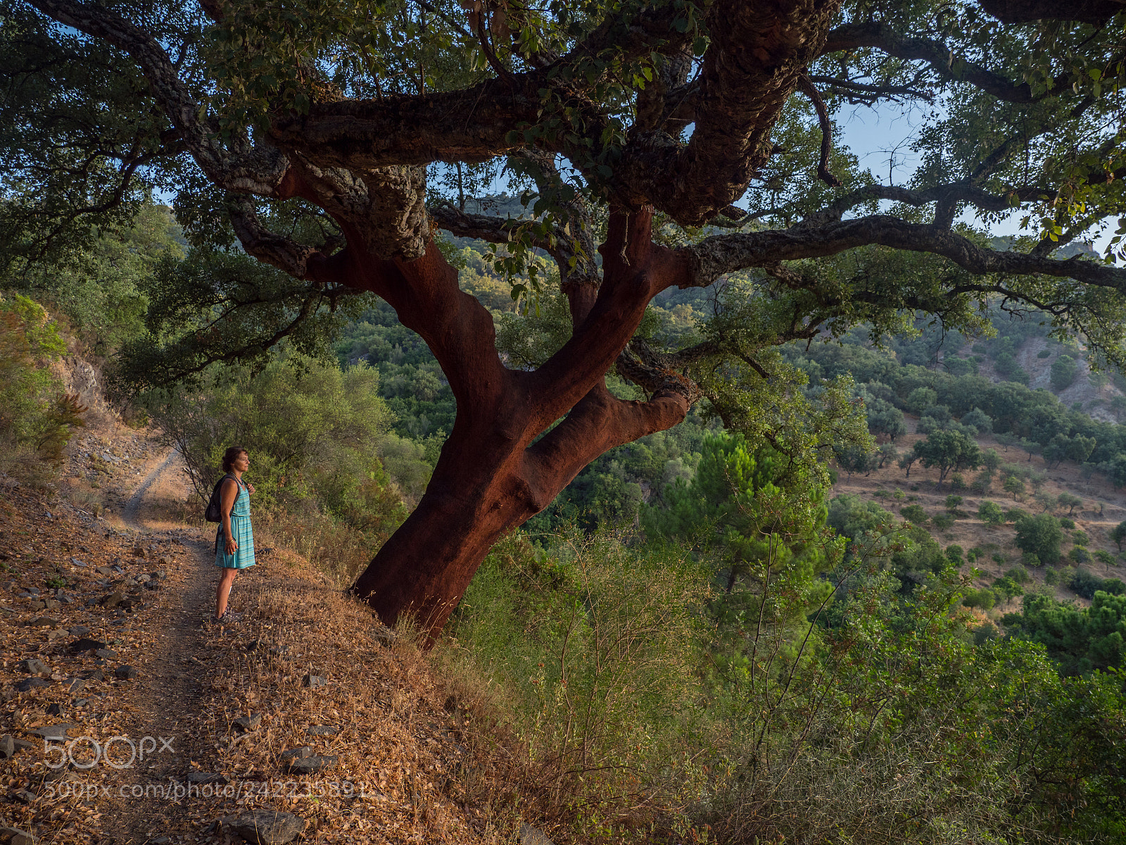 Olympus OM-D E-M1 Mark II sample photo. Cork oak photography