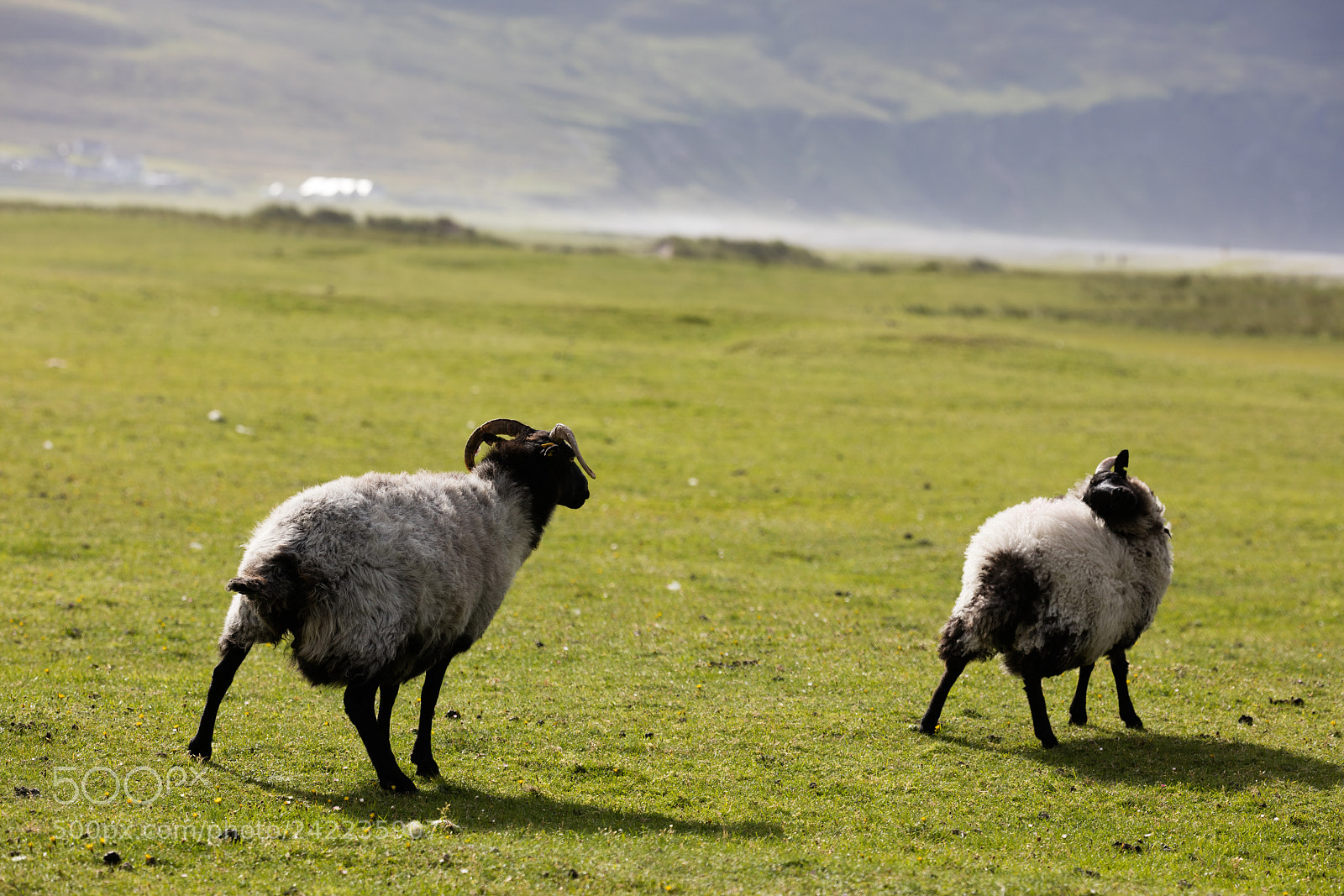 Canon EOS 5DS R sample photo. Sheep in ireland photography