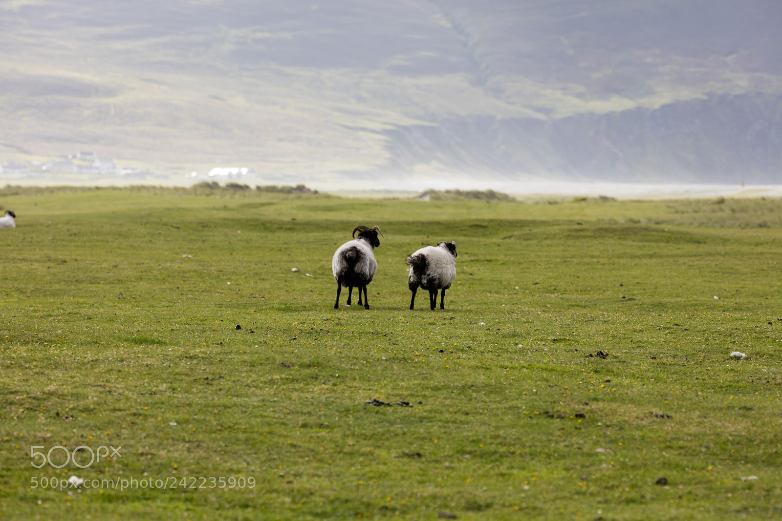 Canon EOS 5DS R sample photo. Sheep in ireland photography