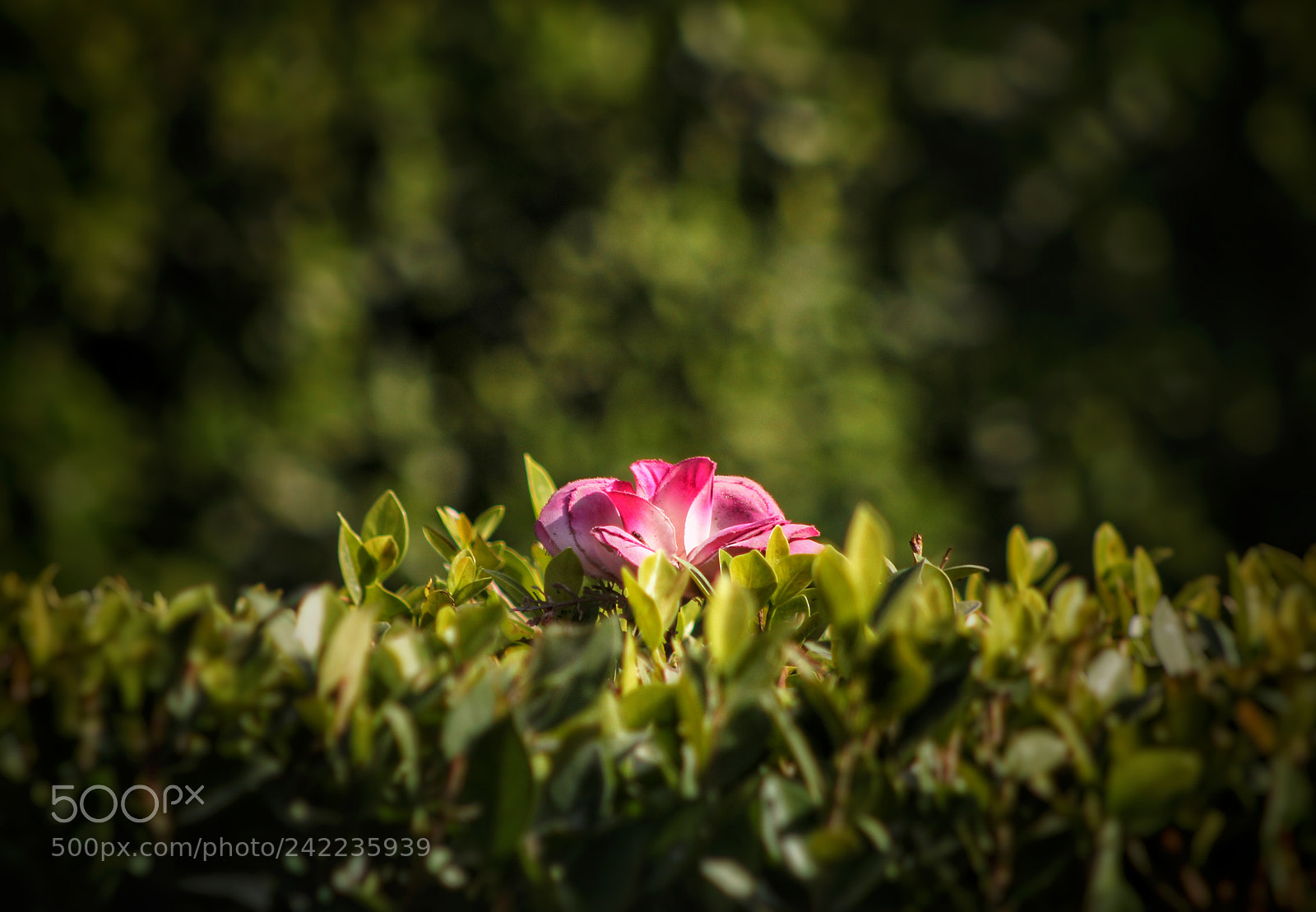 Canon EOS 60D sample photo. Untitled photography