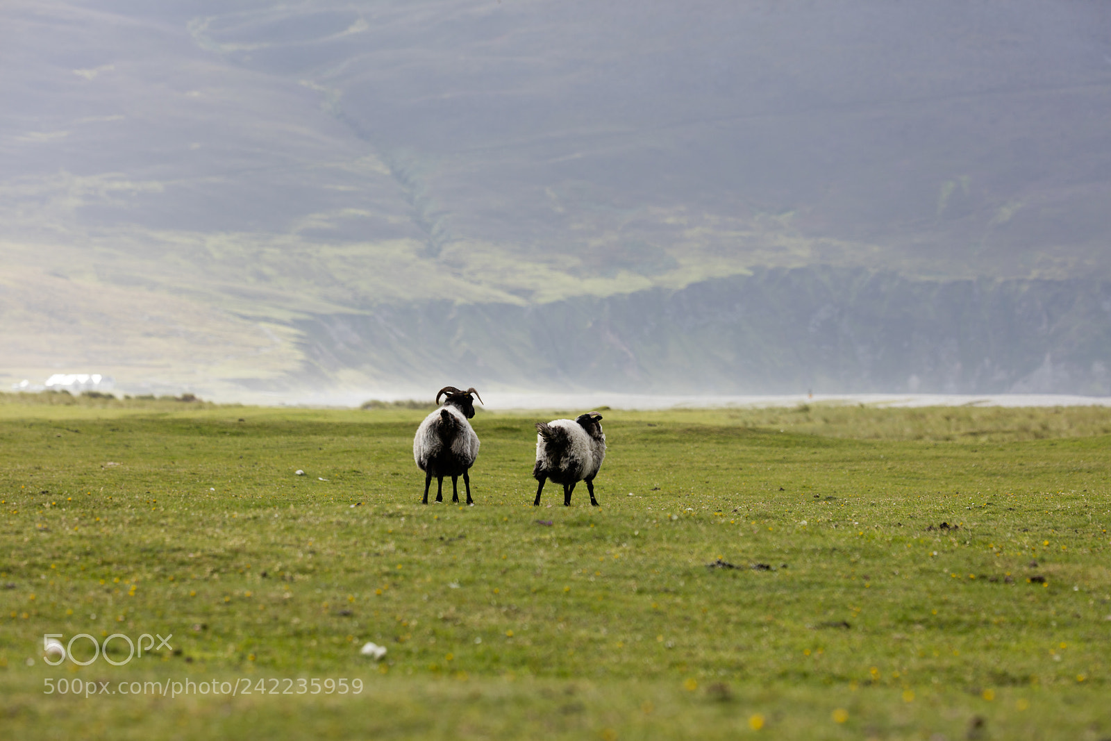Canon EOS 5DS R sample photo. Sheep in ireland photography