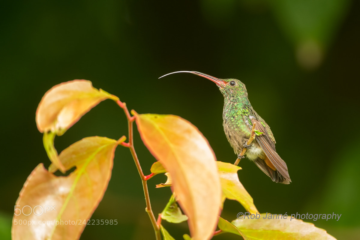 Nikon D4S sample photo. Rufous-tailed hummingbird photography